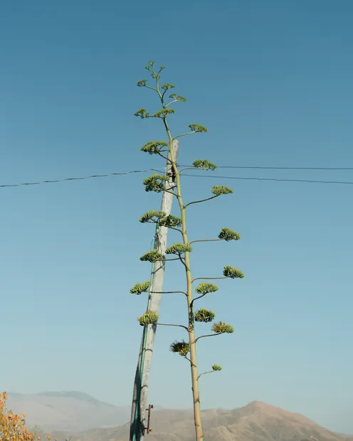 11 玻利维亚，一棵植物与一个电线杆相依偎。